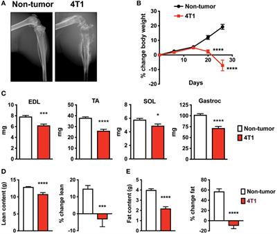 Osteolytic Breast Cancer Causes Skeletal Muscle Weakness in an Immunocompetent Syngeneic Mouse Model